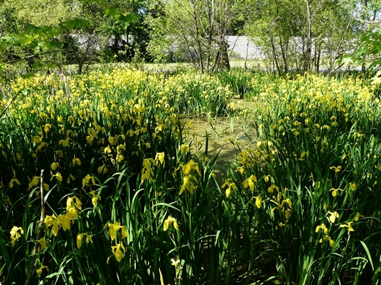 {Iris pseudacorus}